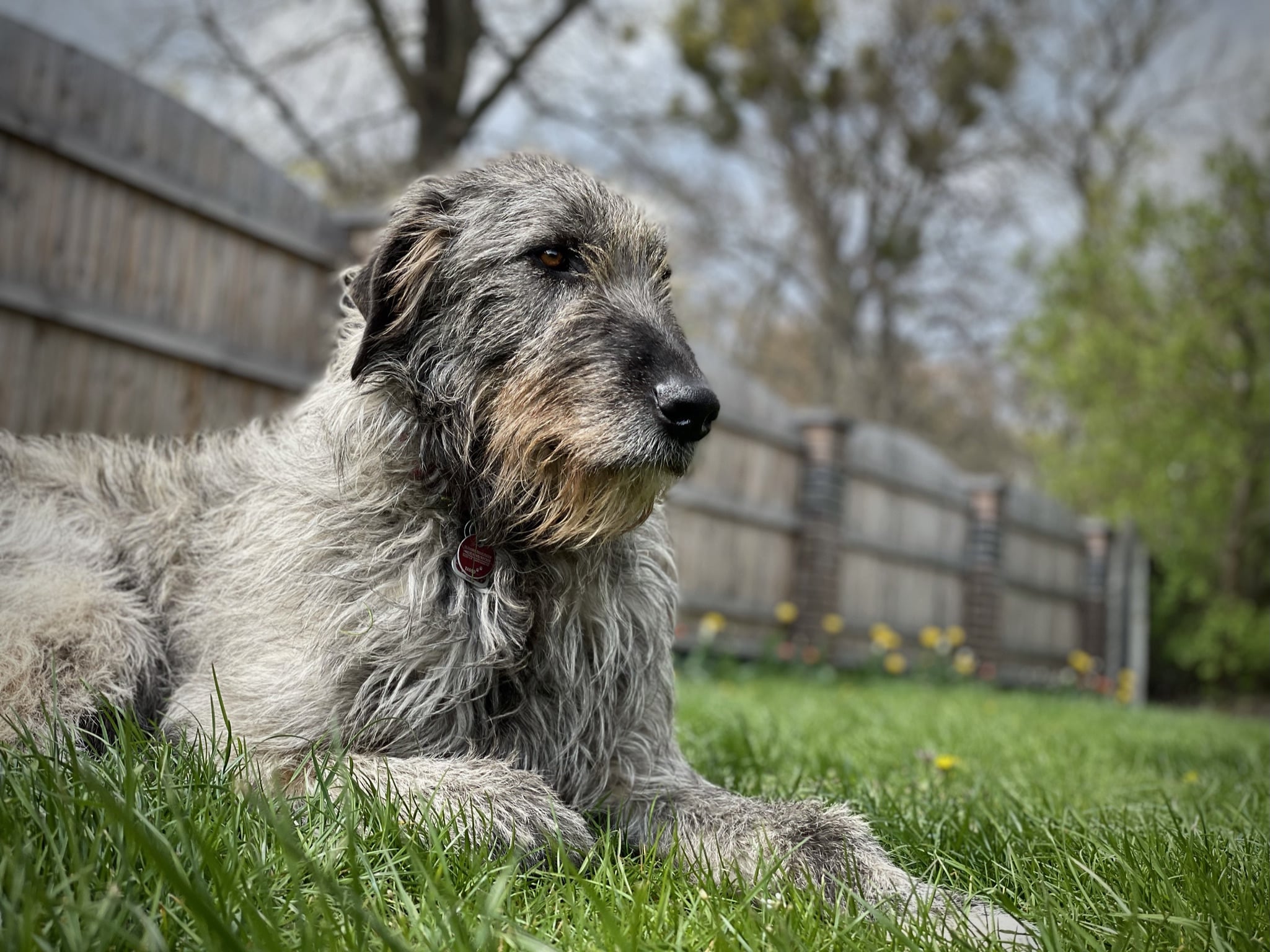 Adela - Irish Wolfhound